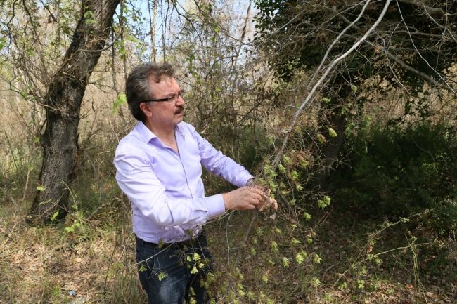 Subasar Ormanı 'Amerikan beyaz kelebeği' tehlikesiyle karşı karşıya